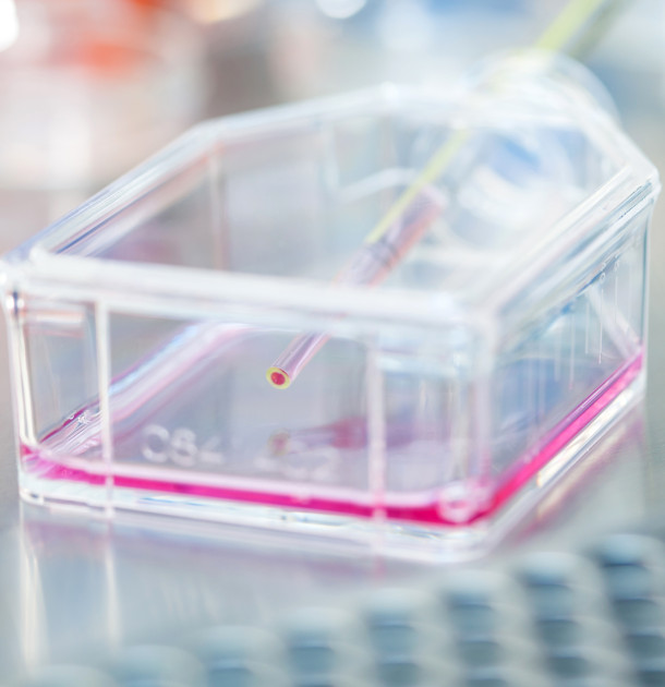 Cell culture flask under sterile hood at laboratory